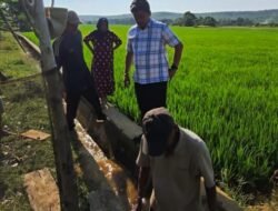 FIRMAN UDDING TINJAU LANGSUNG SAWAH PONKERU YANG KEKURANGAN AIR
